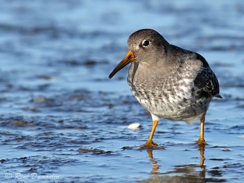 Purple Sandpiperadult post breeding, identification