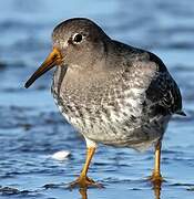 Purple Sandpiper