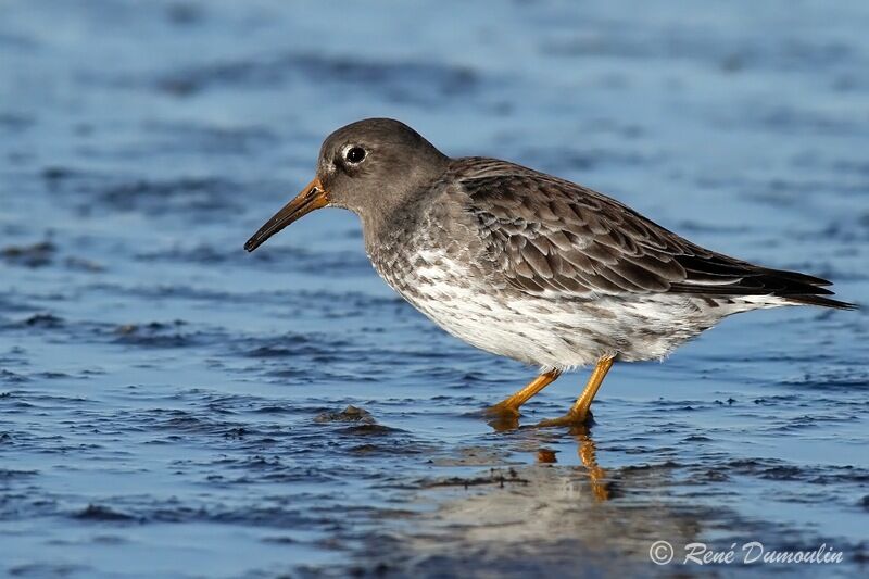 Purple Sandpiperadult post breeding, identification