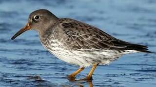 Purple Sandpiper