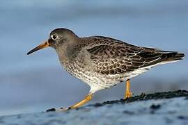 Purple Sandpiper