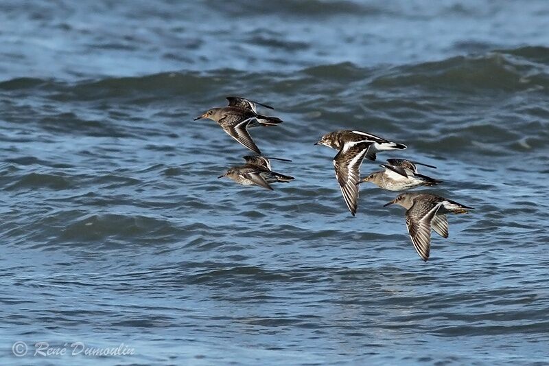 Purple Sandpiper, Flight