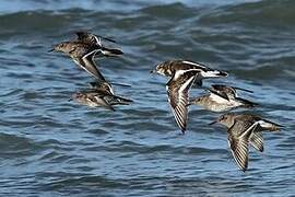 Purple Sandpiper