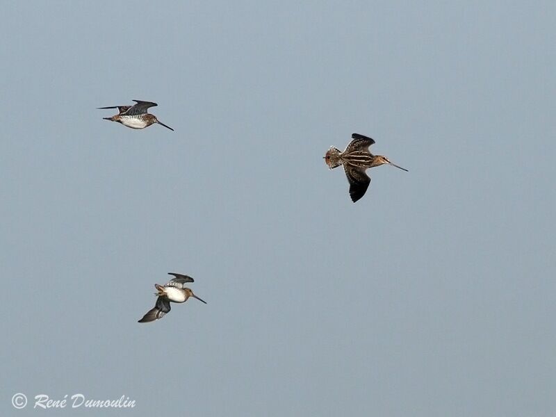 Common Snipe, Flight