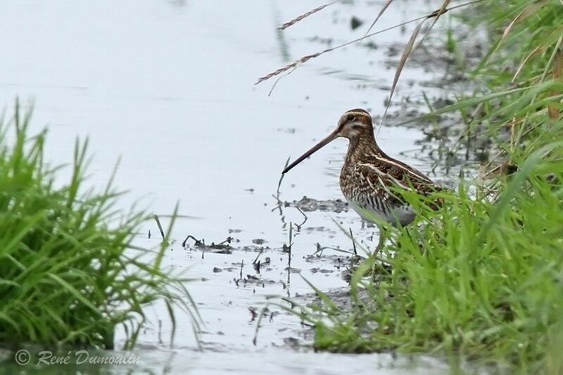 Common Snipe, identification