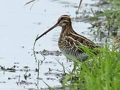 Common Snipe