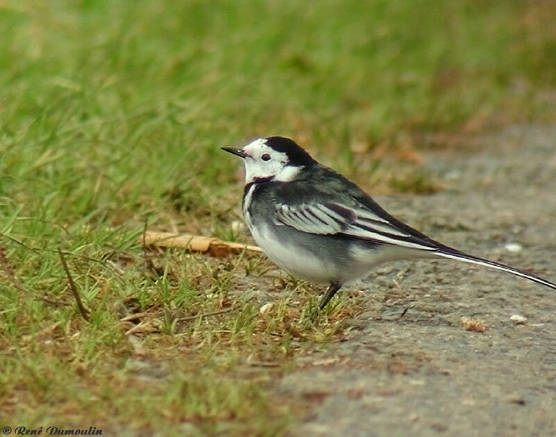 White Wagtail (yarrellii)