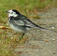 White Wagtail (yarrellii)