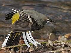 Grey Wagtail