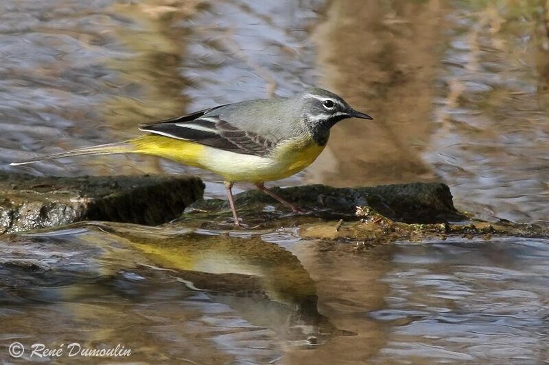 Grey Wagtail male adult breeding, identification