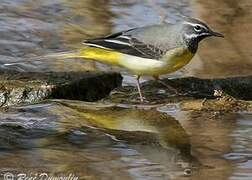 Grey Wagtail