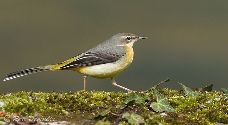 Bergeronnette des ruisseaux femelle adulte, identification