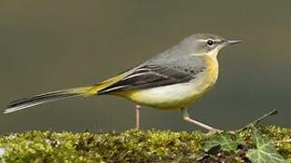 Grey Wagtail