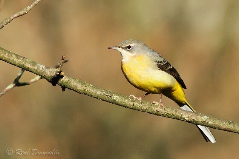 Grey Wagtailadult, identification