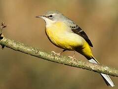 Grey Wagtail