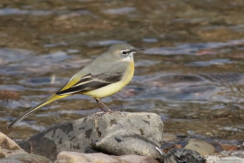 Grey Wagtail female adult transition, identification