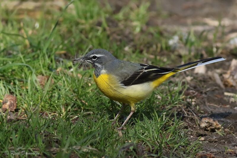 Grey Wagtail male adult breeding, identification, Reproduction-nesting