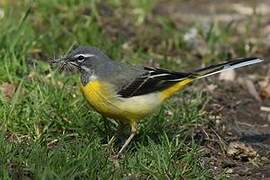 Grey Wagtail