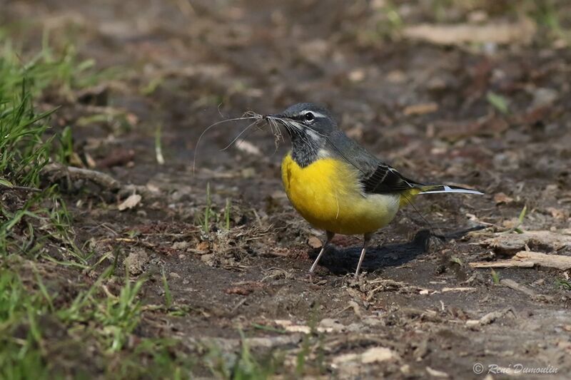 Grey Wagtail male adult breeding, identification, Reproduction-nesting