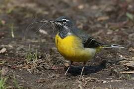 Grey Wagtail