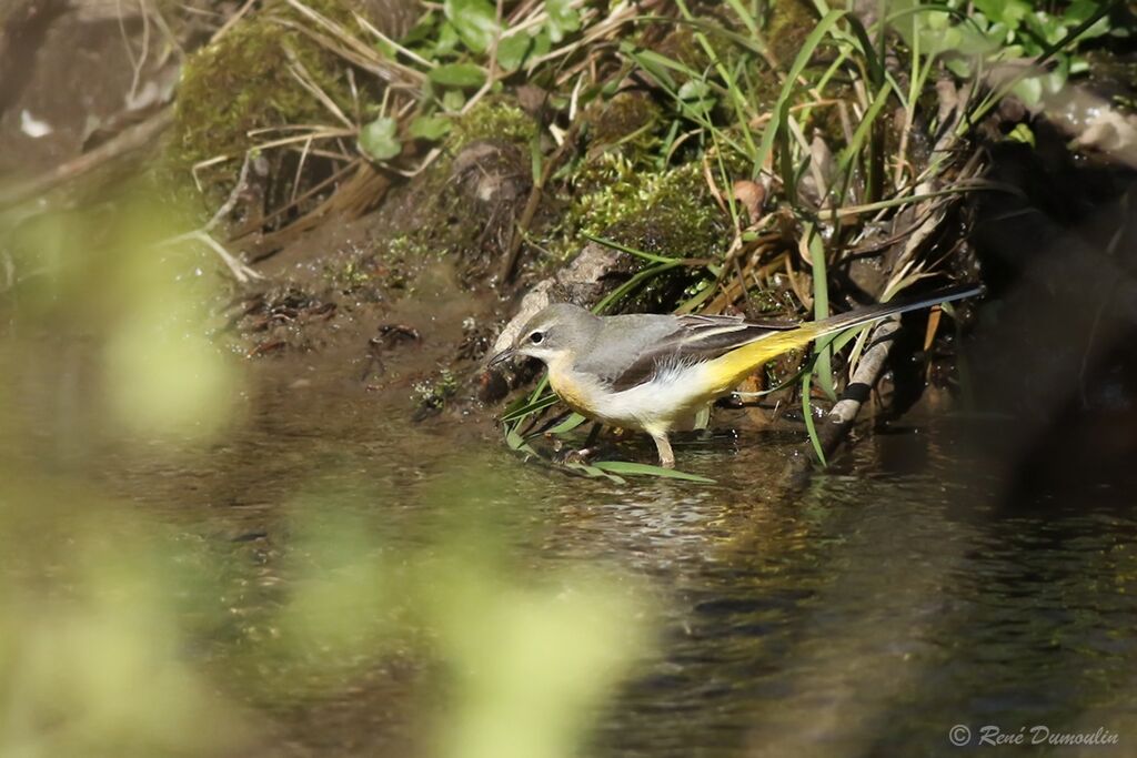 Grey Wagtail female adult breeding, identification, eats