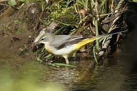 Grey Wagtail