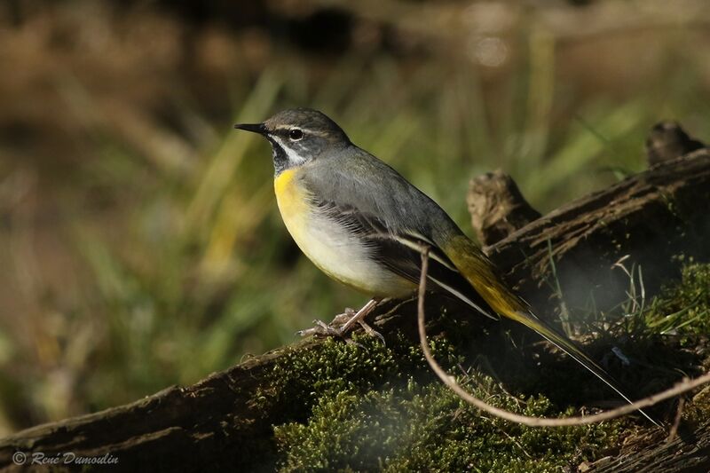 Grey Wagtail male adult transition, identification