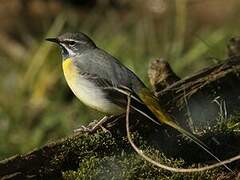 Grey Wagtail