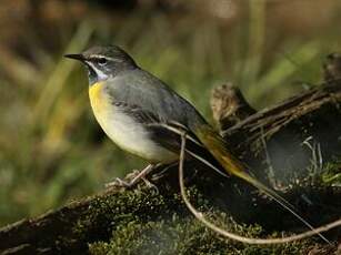 Bergeronnette des ruisseaux