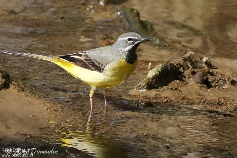 Grey Wagtail male adult breeding, habitat