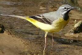 Grey Wagtail