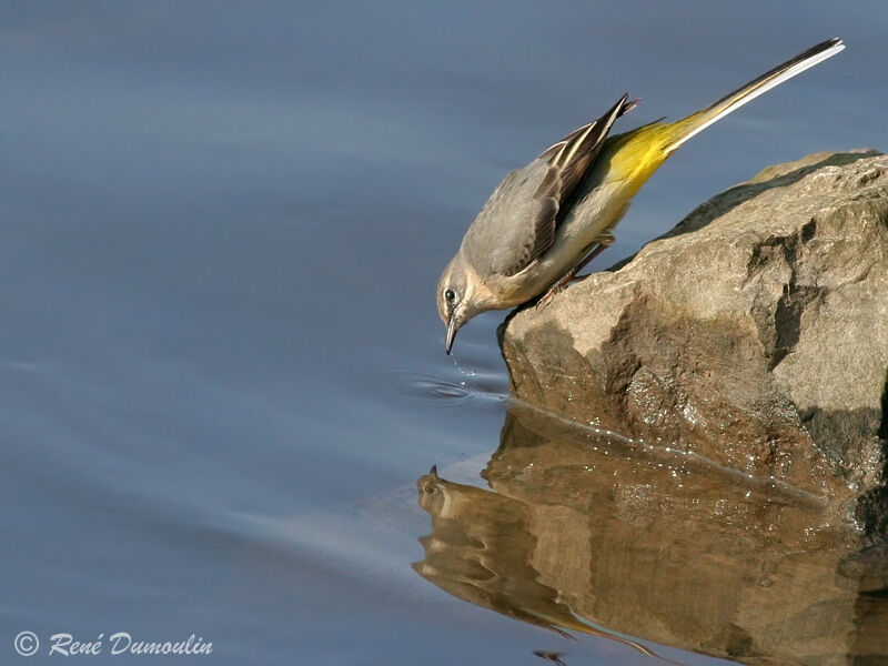 Grey Wagtail male, identification