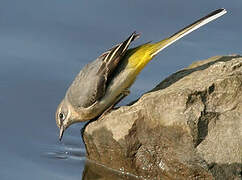 Grey Wagtail