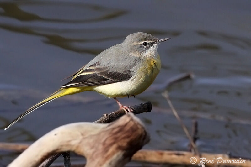 Grey Wagtail female, identification