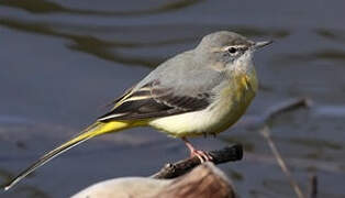 Grey Wagtail