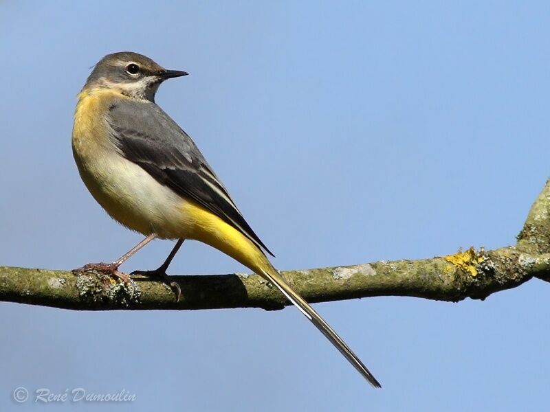 Bergeronnette des ruisseaux mâle adulte, identification