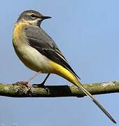 Grey Wagtail