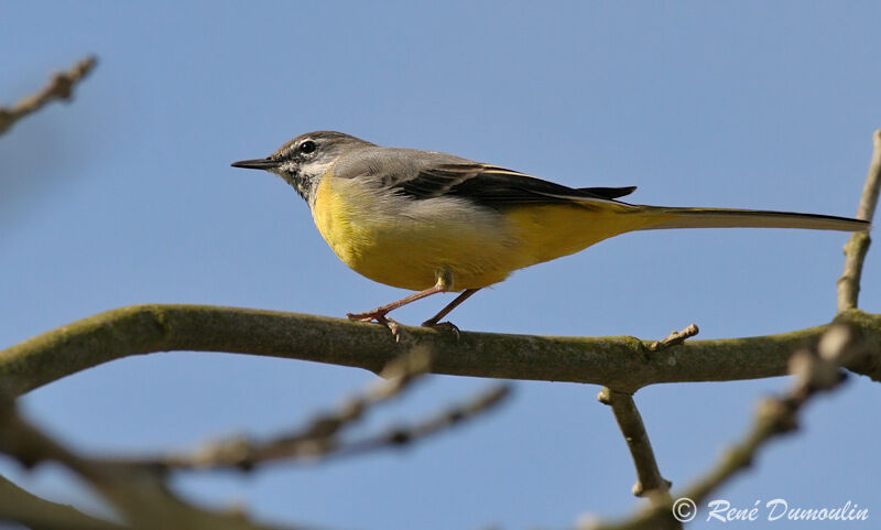 Grey Wagtail male