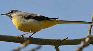 Grey Wagtail