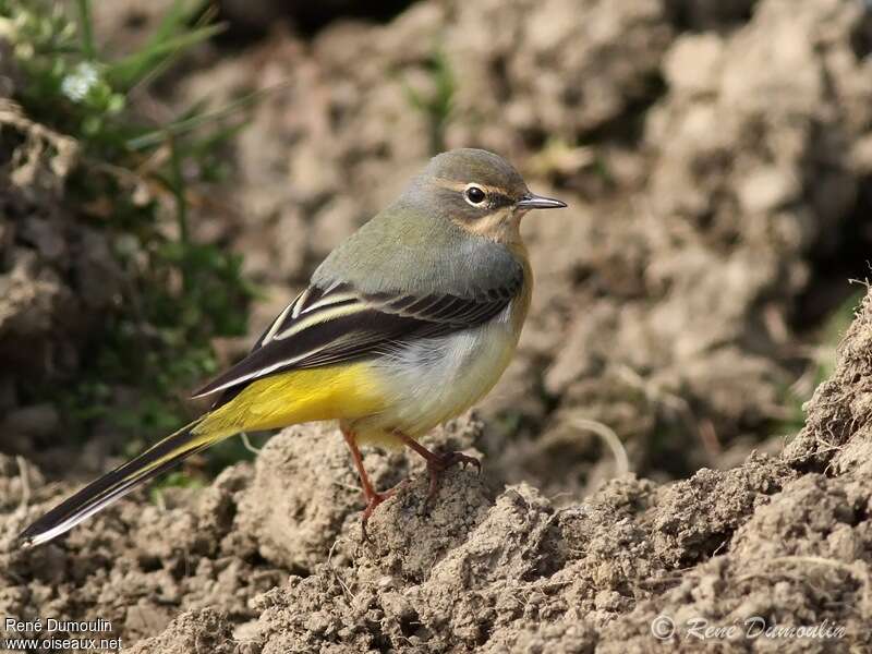 Grey Wagtail female adult breeding, identification