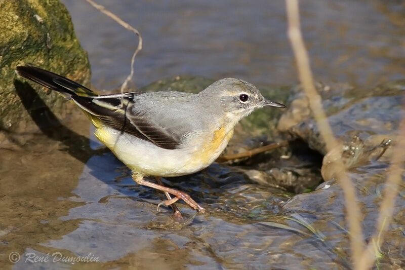 Grey Wagtail female adult post breeding, identification