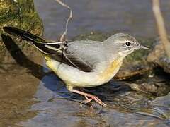 Grey Wagtail