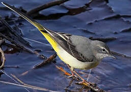 Grey Wagtail