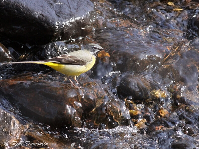 Bergeronnette des ruisseaux mâle adulte, identification