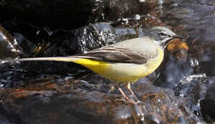 Grey Wagtail