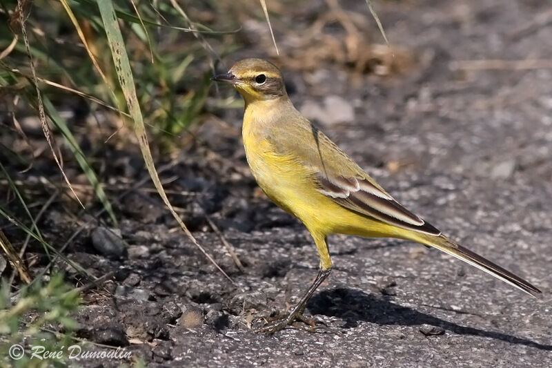 Western Yellow Wagtail (flavissima) male adult post breeding, identification