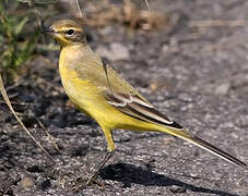 Western Yellow Wagtail (flavissima)