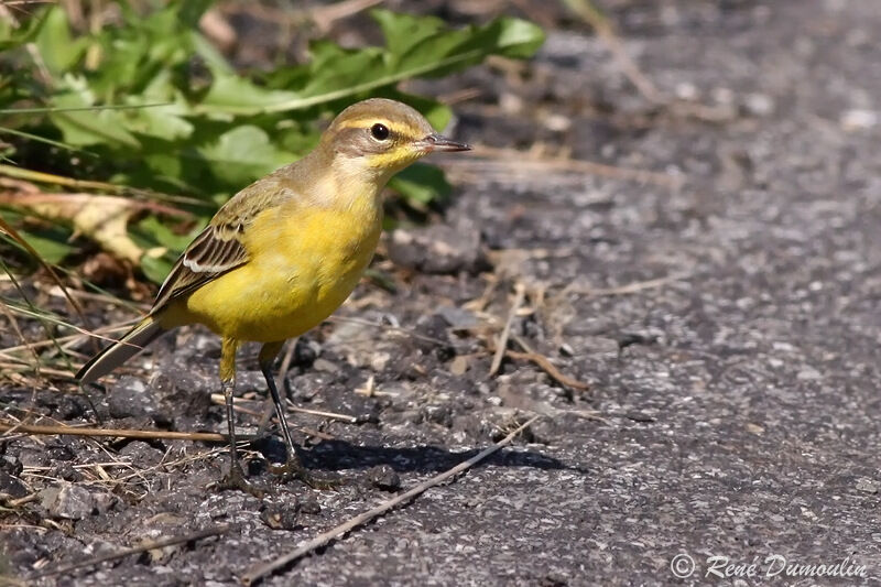 Western Yellow Wagtail (flavissima) male adult post breeding, identification