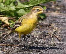 Western Yellow Wagtail (flavissima)