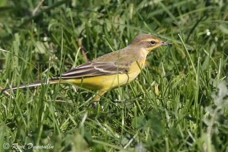 Western Yellow Wagtail (flavissima) male adult post breeding, identification